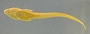 X latifrons FMNH 52328 B ventral